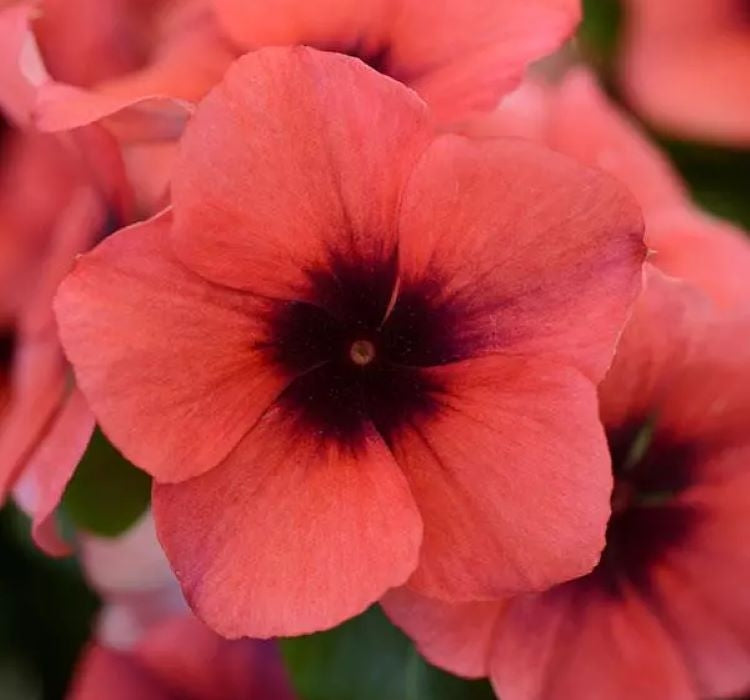 Rozet Çiçeği Tohumu Tattoo Serisi - Turuncu Siyah Renkli ( 5 Tohum ) - MegCiTo