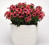 Rozet Çiçeği Tohumu Tattoo Serisi - Turuncu Siyah Renkli ( 5 Tohum ) - MegCiTo