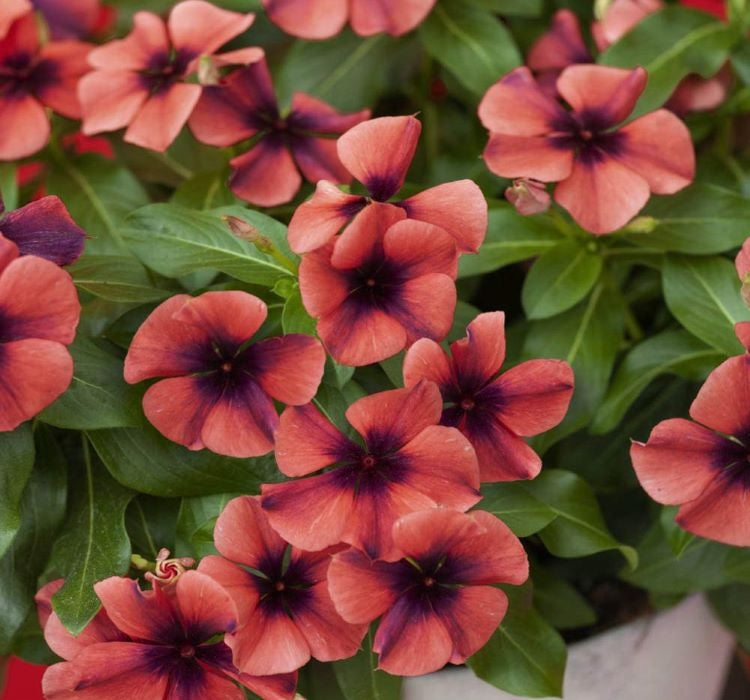 Rozet Çiçeği Tohumu Tattoo Serisi - Turuncu Siyah Renkli ( 5 Tohum ) - MegCiTo