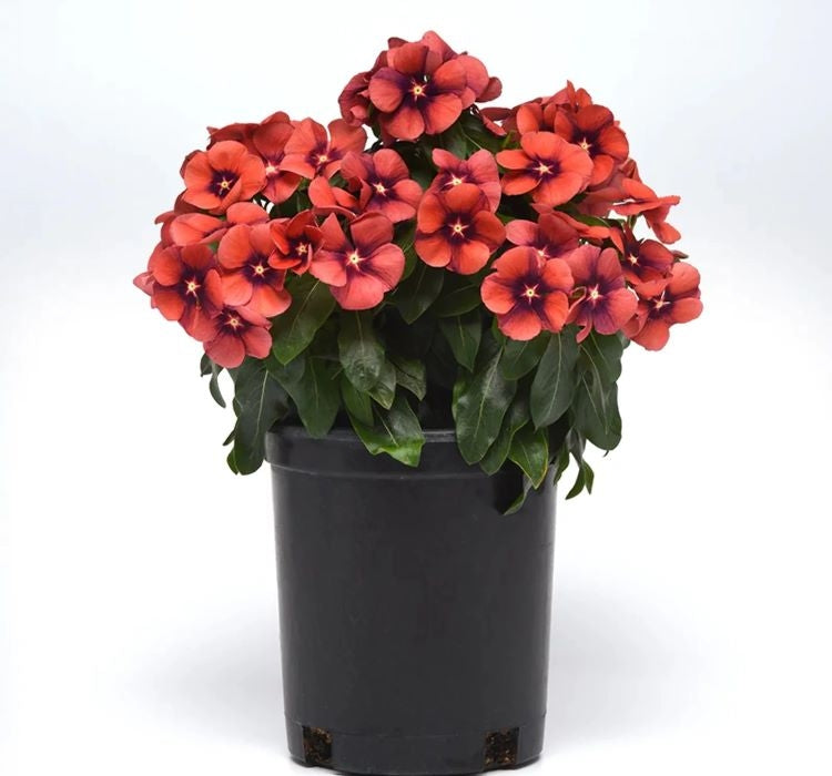 Rozet Çiçeği Tohumu Tattoo Serisi - Turuncu Siyah Renkli ( 5 Tohum ) - MegCiTo