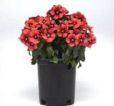 Rozet Çiçeği Tohumu Tattoo Serisi - Turuncu Siyah Renkli ( 5 Tohum ) - MegCiTo