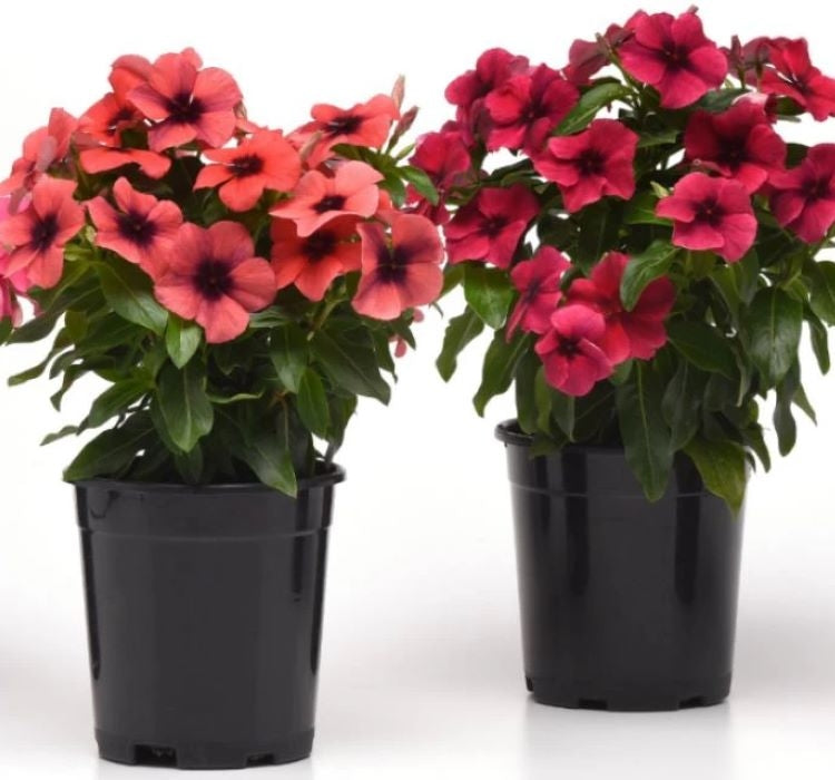 Rozet Çiçeği Tohumu Tattoo Serisi - Turuncu Siyah Renkli ( 5 Tohum ) - MegCiTo