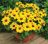 Rudbekya Çiçeği Tohumu ( Dalgalı Bodur ) Sarı Kırmızı Renkli - 5 Tohum - MegCiTo