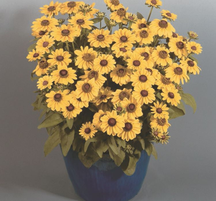 Rudbekya Çiçeği Tohumu ( Dalgalı Bodur ) Sarı Kırmızı Renkli - 5 Tohum - MegCiTo