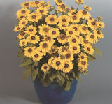 Rudbekya Çiçeği Tohumu ( Dalgalı Bodur ) Sarı Kırmızı Renkli - 5 Tohum - MegCiTo