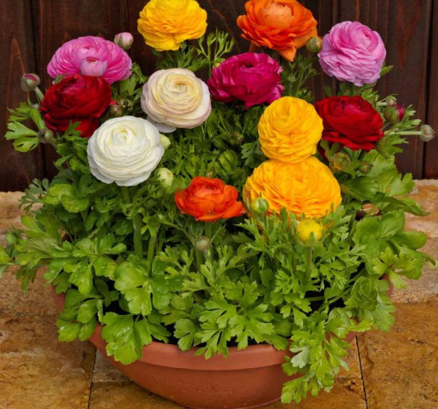 Şakayık Çiçeği Tohumu ( Katmerli Büyük Çiçekli ) Karışık Renkli - 5 Tohum - MegCiTo