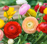 Şakayık Çiçeği Tohumu ( Katmerli Büyük Çiçekli ) Karışık Renkli - 5 Tohum - MegCiTo