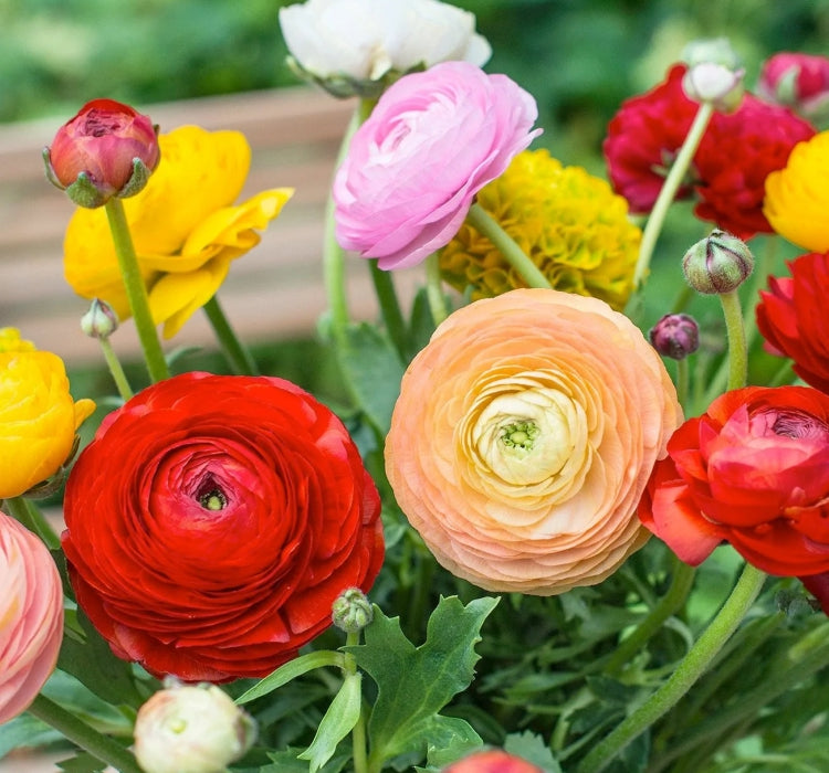 Şakayık Çiçeği Tohumu ( Katmerli Büyük Çiçekli ) Karışık Renkli - 5 Tohum - MegCiTo