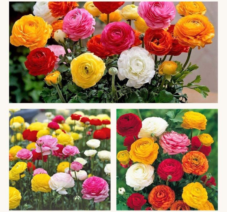 Şakayık Çiçeği Tohumu ( Katmerli Büyük Çiçekli ) Karışık Renkli - 5 Tohum - MegCiTo