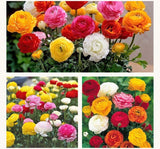 Şakayık Çiçeği Tohumu ( Katmerli Büyük Çiçekli ) Karışık Renkli - 5 Tohum - MegCiTo