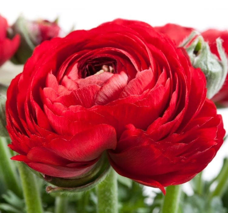 Şakayık Tohumu ( Kalıcı ve Katlı Çiçek )  - Kırmızı Renkli - 5 Tohum - MegCiTo