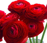 Şakayık Tohumu ( Kalıcı ve Katlı Çiçek )  - Kırmızı Renkli - 5 Tohum - MegCiTo