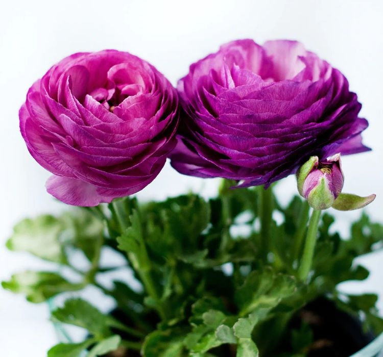 Şakayık Tohumu ( Kalıcı ve Katlı Çiçek )  - Mor Renkli - 5 Tohum - MegCiTo