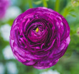 Şakayık Tohumu ( Kalıcı ve Katlı Çiçek )  - Mor Renkli - 5 Tohum - MegCiTo