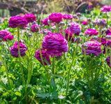 Şakayık Tohumu ( Kalıcı ve Katlı Çiçek )  - Mor Renkli - 5 Tohum - MegCiTo