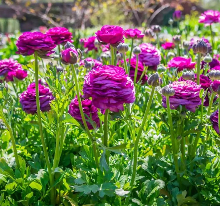 Şakayık Tohumu ( Kalıcı ve Katlı Çiçek )  - Mor Renkli - 5 Tohum - MegCiTo