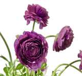 Şakayık Tohumu ( Kalıcı ve Katlı Çiçek )  - Mor Renkli - 5 Tohum - MegCiTo