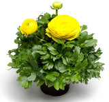 Şakayık Tohumu ( Kalıcı ve Katlı Çiçek )  - Sarı Renkli - 5 Tohum - MegCiTo