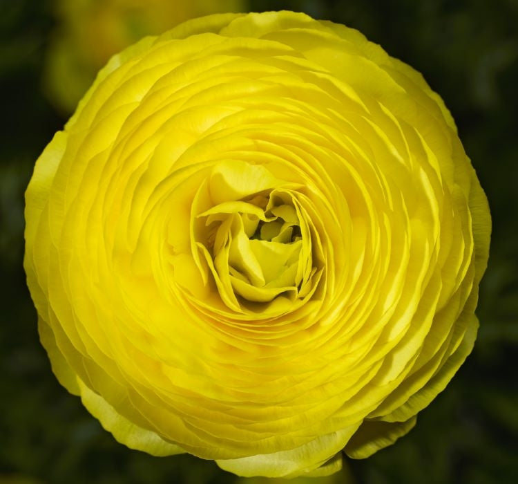 Şakayık Tohumu ( Kalıcı ve Katlı Çiçek )  - Sarı Renkli - 5 Tohum - MegCiTo