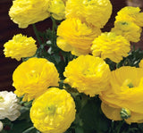 Şakayık Tohumu ( Kalıcı ve Katlı Çiçek )  - Sarı Renkli - 5 Tohum - MegCiTo