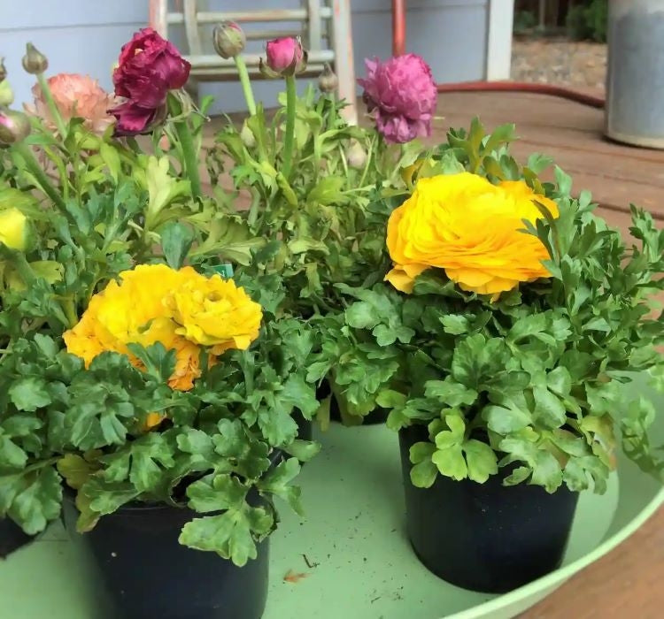 Şakayık Tohumu ( Kalıcı ve Katlı Çiçek )  - Sarı Renkli - 5 Tohum - MegCiTo