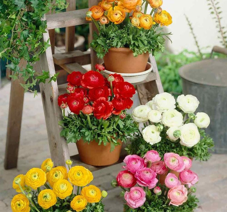 Şakayık Tohumu ( Kalıcı ve Katlı Çiçek )  - Sarı Renkli - 5 Tohum - MegCiTo