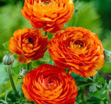 Şakayık Tohumu ( Kalıcı ve Katlı Çiçek )  - Turuncu Renkli - 5 Tohum - MegCiTo