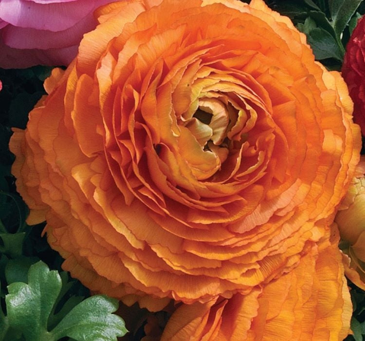 Şakayık Tohumu ( Kalıcı ve Katlı Çiçek )  - Turuncu Renkli - 5 Tohum - MegCiTo