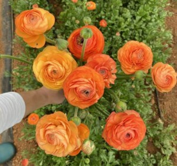 Şakayık Tohumu ( Kalıcı ve Katlı Çiçek )  - Turuncu Renkli - 5 Tohum - MegCiTo