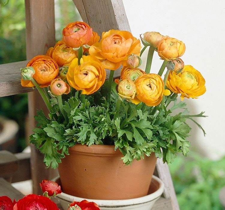 Şakayık Tohumu ( Kalıcı ve Katlı Çiçek )  - Turuncu Renkli - 5 Tohum - MegCiTo