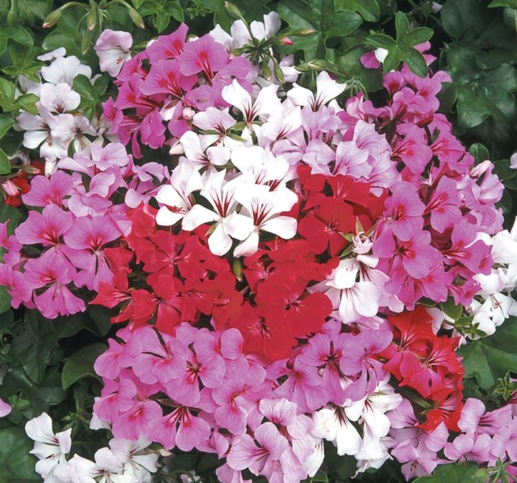 Sakız Sardunya Tohumu - Karışık Renkli ( 5 Tohum ) - MegCiTo