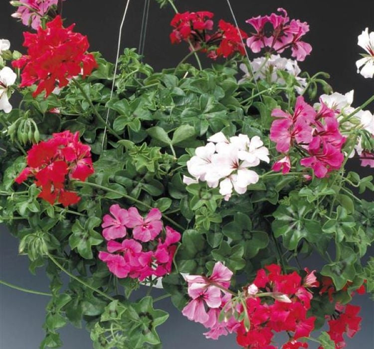 Sakız Sardunya Tohumu - Karışık Renkli ( 5 Tohum ) - MegCiTo