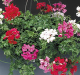 Sakız Sardunya Tohumu - Karışık Renkli ( 5 Tohum ) - MegCiTo