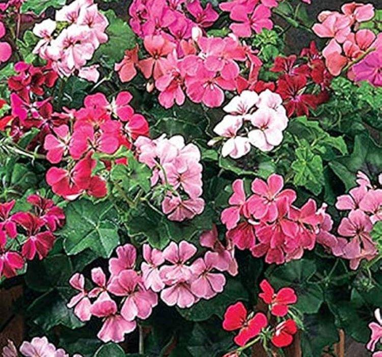 Sakız Sardunya Tohumu - Karışık Renkli ( 5 Tohum ) - MegCiTo