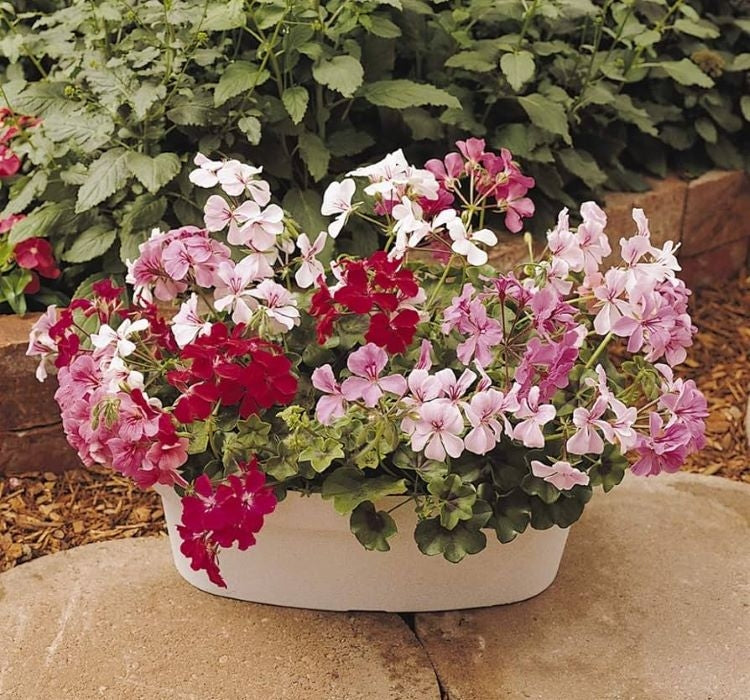 Sakız Sardunya Tohumu - Karışık Renkli ( 5 Tohum ) - MegCiTo