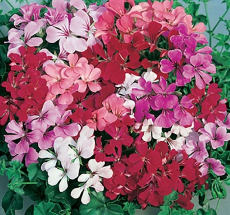 Sakız Sardunya Tohumu - Karışık Renkli ( 5 Tohum ) - MegCiTo