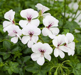 Sakız Sardunya Tohumu - Beyaz Renkli ( 3 Tohum ) - MegCiTo