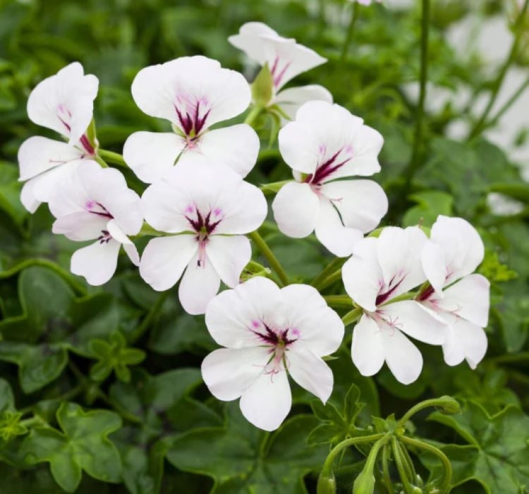 Sakız Sardunya Tohumu - Beyaz Renkli ( 3 Tohum ) - MegCiTo