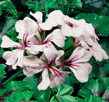 Sakız Sardunya Tohumu - Beyaz Renkli ( 3 Tohum ) - MegCiTo