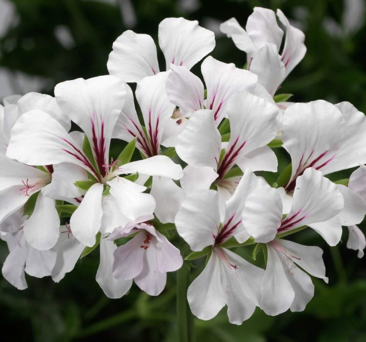 Sakız Sardunya Tohumu - Beyaz Renkli ( 3 Tohum ) - MegCiTo