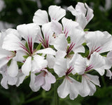 Sakız Sardunya Tohumu - Beyaz Renkli ( 3 Tohum ) - MegCiTo