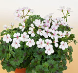 Sakız Sardunya Tohumu - Beyaz Renkli ( 3 Tohum ) - MegCiTo