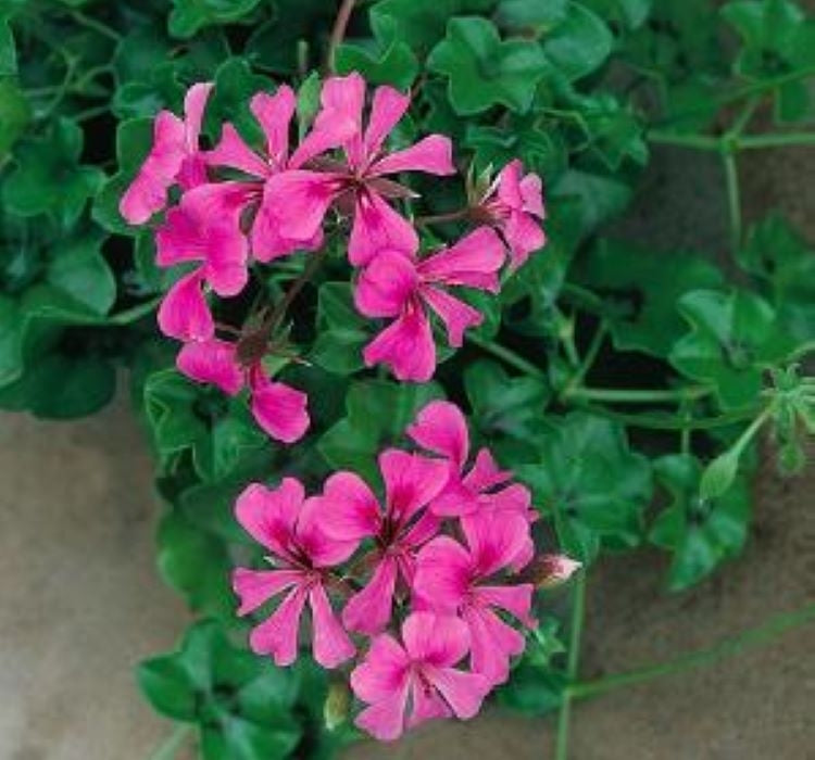 Sakız Sardunya Tohumu - Fuşya Renkli ( 3 Tohum ) - MegCiTo