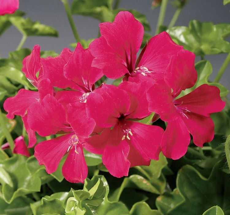 Sakız Sardunya Tohumu - Fuşya Renkli ( 3 Tohum ) - MegCiTo