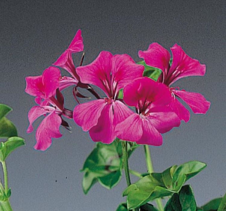 Sakız Sardunya Tohumu - Fuşya Renkli ( 3 Tohum ) - MegCiTo