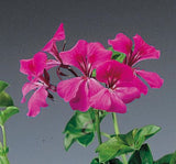 Sakız Sardunya Tohumu - Fuşya Renkli ( 3 Tohum ) - MegCiTo