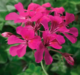 Sakız Sardunya Tohumu - Fuşya Renkli ( 3 Tohum ) - MegCiTo