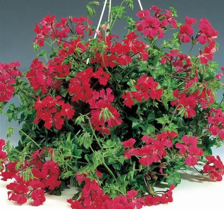 Sakız Sardunya Tohumu - Kırmızı Renkli ( 3 Tohum ) - MegCiTo