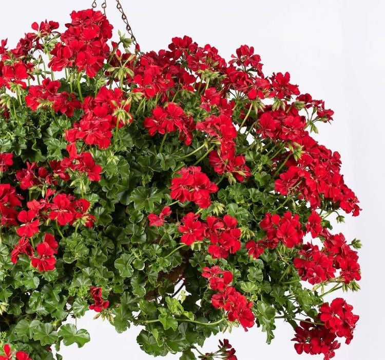 Sakız Sardunya Tohumu - Kırmızı Renkli ( 3 Tohum ) - MegCiTo