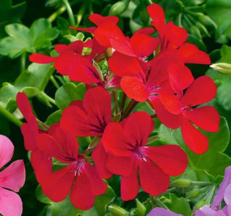 Sakız Sardunya Tohumu - Kırmızı Renkli ( 3 Tohum ) - MegCiTo